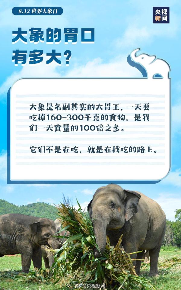大胃王 爱洗澡 万能鼻……这些关于大象的冷知识 你了解吗？