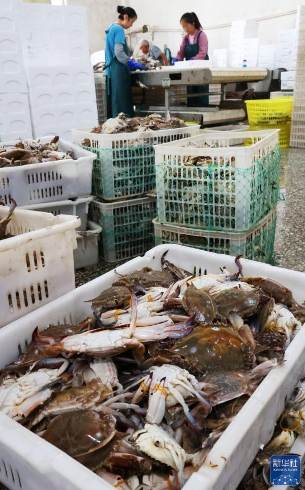 江苏连云港：梭子蟹迎来秋捕丰收季