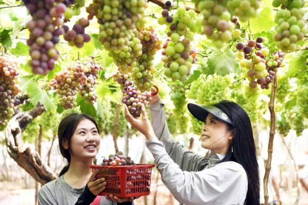 枣庄山亭：葡萄熟了 庭院经济红了