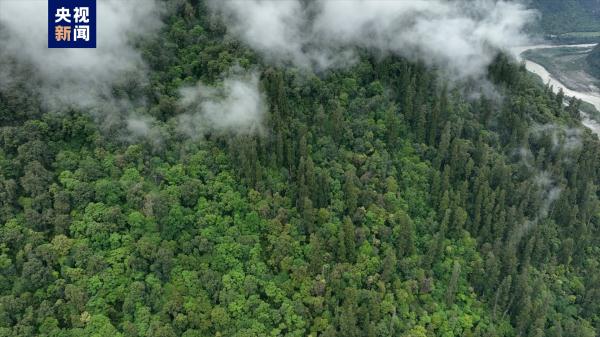 藏南柏木巨树群落综合科考完成 发布2棵巨树等身照