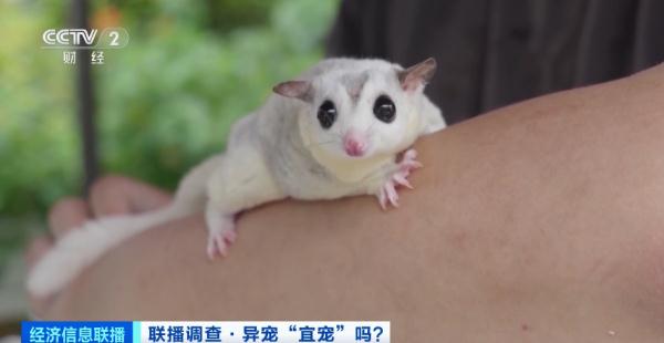 养蜥蜴、蛇、蜘蛛……“异宠”潮流兴起！或触犯法律