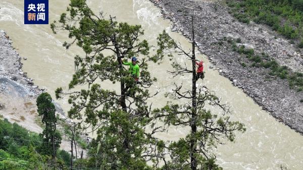 藏南柏木巨树群落综合科考完成 发布2棵巨树等身照