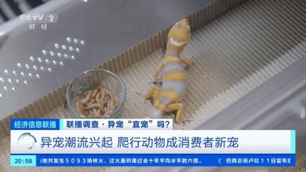 养蜥蜴、蛇、蜘蛛……“异宠”潮流兴起！或触犯法律