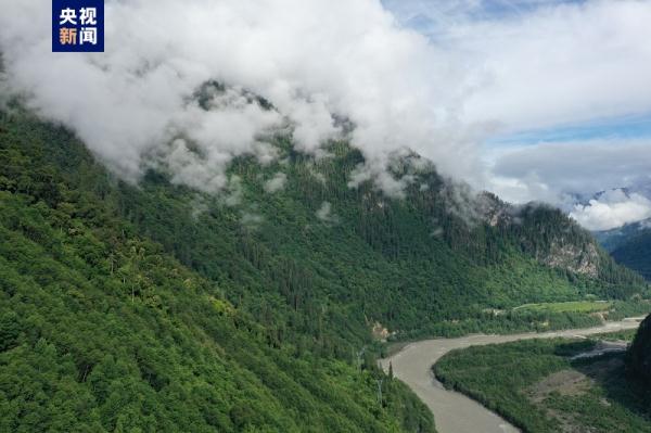 藏南柏木巨树群落综合科考完成 发布2棵巨树等身照