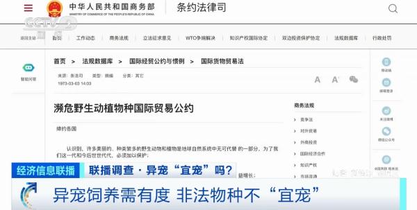 养蜥蜴、蛇、蜘蛛……“异宠”潮流兴起！或触犯法律