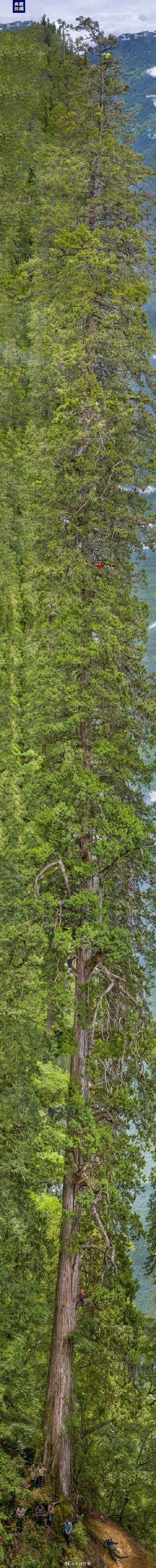 超长图!藏南亚洲最高树等身照长出屏幕 超长图!藏南亚洲最高树等身照长出屏幕