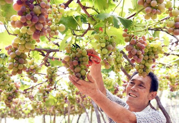 枣庄山亭：葡萄熟了 庭院经济红了