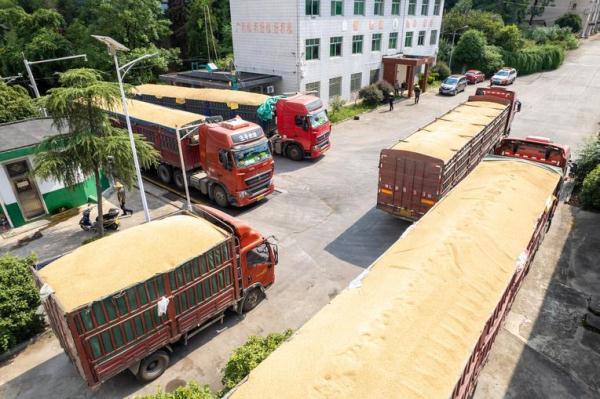 风吹稻花香 三湘好“丰”光 风吹稻花香 三湘好“丰”光