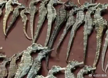 广州海关查获9591尾海马干 广州海关查获9591尾海马干