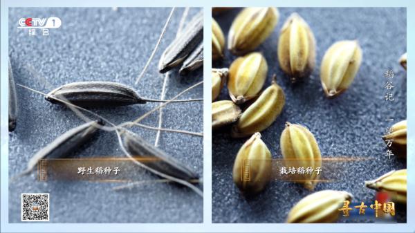 《一望万年》:破解水稻驯化的密码,追寻世界稻源的真相 《一望万年》:破解水稻驯化的密码,追寻世界稻源的真相