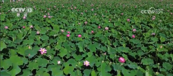 古风新玩、夜游 数字化服务助力旅游业态新增长