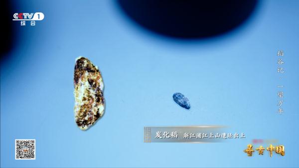 《一望万年》:破解水稻驯化的密码,追寻世界稻源的真相 《一望万年》:破解水稻驯化的密码,追寻世界稻源的真相