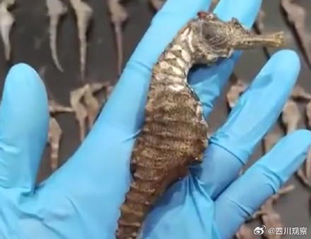 广州海关查获9591尾海马干 广州海关查获9591尾海马干