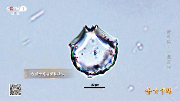 《一望万年》:破解水稻驯化的密码,追寻世界稻源的真相 《一望万年》:破解水稻驯化的密码,追寻世界稻源的真相