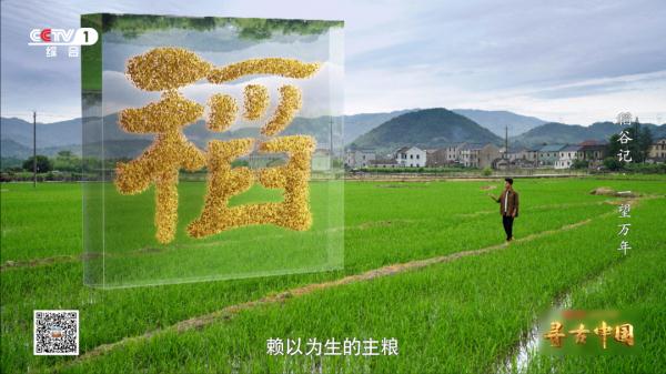 《一望万年》:破解水稻驯化的密码,追寻世界稻源的真相 《一望万年》:破解水稻驯化的密码,追寻世界稻源的真相