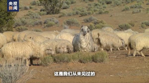 “风语者”的控诉 美国纳瓦霍人饱受核试验之苦