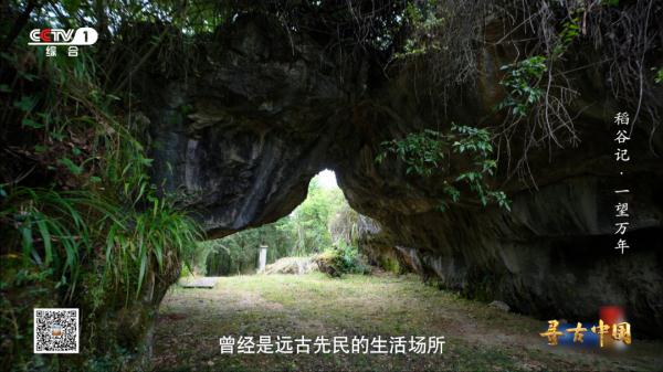 《一望万年》:破解水稻驯化的密码,追寻世界稻源的真相 《一望万年》:破解水稻驯化的密码,追寻世界稻源的真相