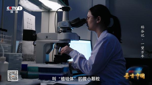 《一望万年》:破解水稻驯化的密码,追寻世界稻源的真相 《一望万年》:破解水稻驯化的密码,追寻世界稻源的真相