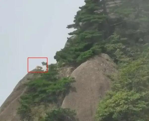尴尬!游客在黄山拍到珍稀动物云豹?专家初步判断:是只大橘猫 尴尬!游客在黄山拍到珍稀动物云豹?专家初步判断:是只大橘猫