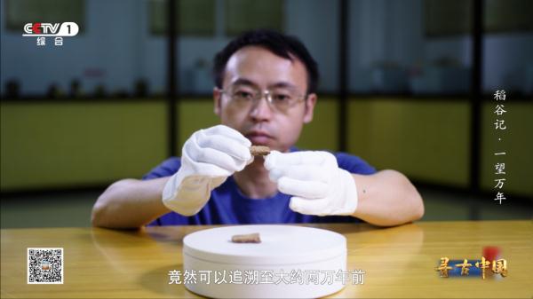 《一望万年》:破解水稻驯化的密码,追寻世界稻源的真相 《一望万年》:破解水稻驯化的密码,追寻世界稻源的真相