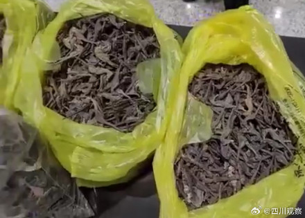 广州海关查获9591尾海马干 广州海关查获9591尾海马干