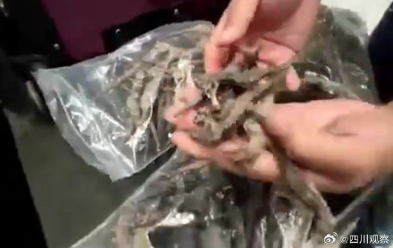 广州海关查获9591尾海马干 广州海关查获9591尾海马干