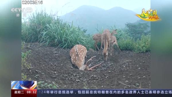 “自然精灵”频现!揭秘江西专属保护计划 “自然精灵”频现!揭秘江西专属保护计划
