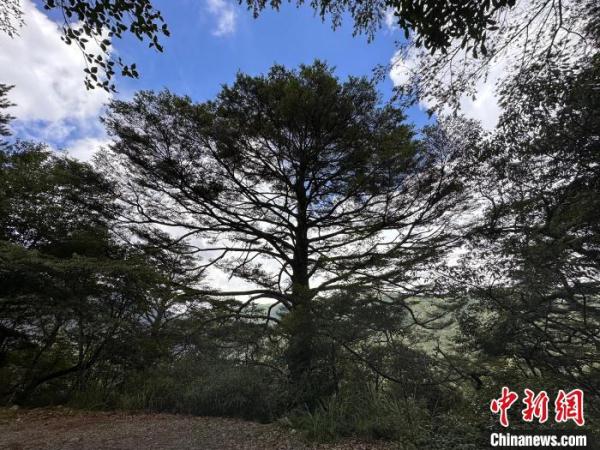 武夷山国家公园探秘:坚持生态保护第一 武夷山国家公园探秘:坚持生态保护第一