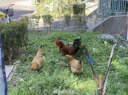 居民不堪邻居家半夜鸡叫无奈搬家