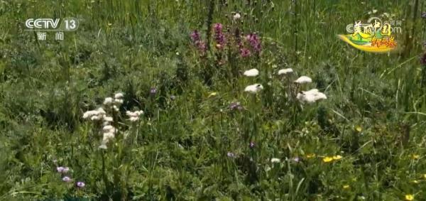 草色青青“本土芯” 生态环境改善让“草原明珠”更璀璨 草色青青“本土芯” 生态环境改善让“草原明珠”更璀璨