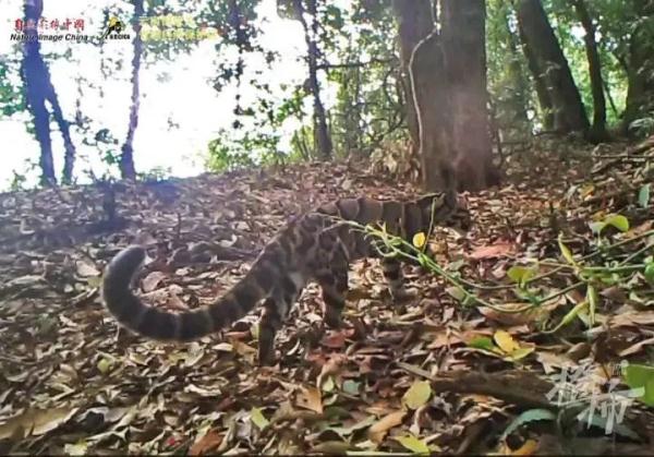 游客称在黄山拍到神秘黄色动物！云豹？橘猫？最新回应来了