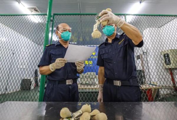 海关查获10个挂有袋鼠睾丸工艺品钥匙扣：系我国禁止携带、寄递进境产品