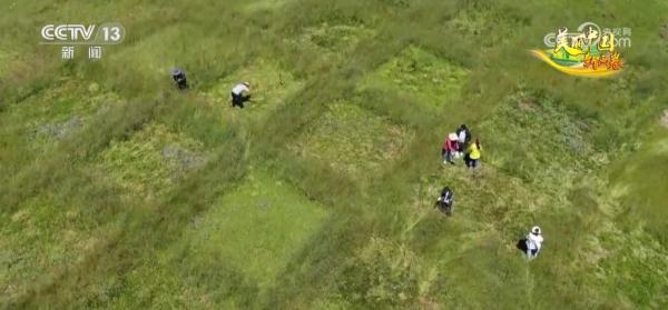 草色青青“本土芯” 生态环境改善让“草原明珠”更璀璨 草色青青“本土芯” 生态环境改善让“草原明珠”更璀璨