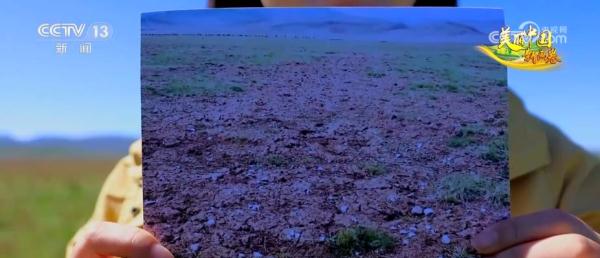 草色青青“本土芯” 生态环境改善让“草原明珠”更璀璨 草色青青“本土芯” 生态环境改善让“草原明珠”更璀璨