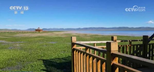 草色青青“本土芯” 生态环境改善让“草原明珠”更璀璨 草色青青“本土芯” 生态环境改善让“草原明珠”更璀璨