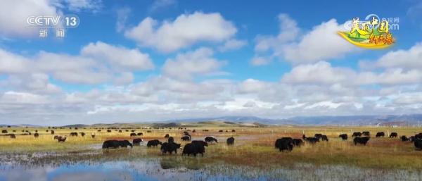 草色青青“本土芯” 生态环境改善让“草原明珠”更璀璨 草色青青“本土芯” 生态环境改善让“草原明珠”更璀璨
