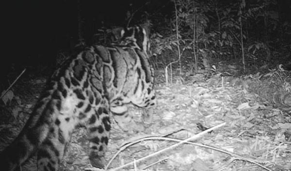游客称在黄山拍到神秘黄色动物！云豹？橘猫？最新回应来了