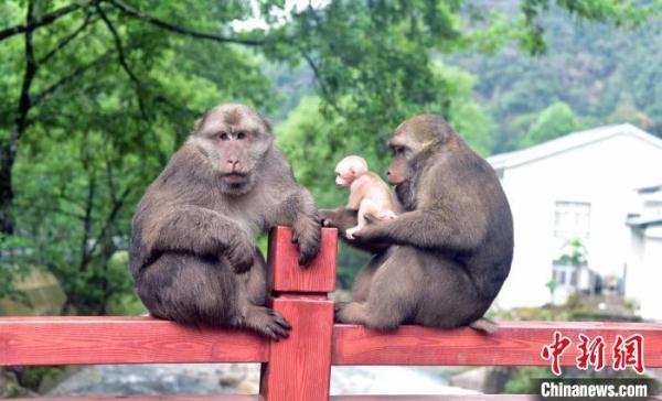 武夷山国家公园探秘:坚持生态保护第一 武夷山国家公园探秘:坚持生态保护第一