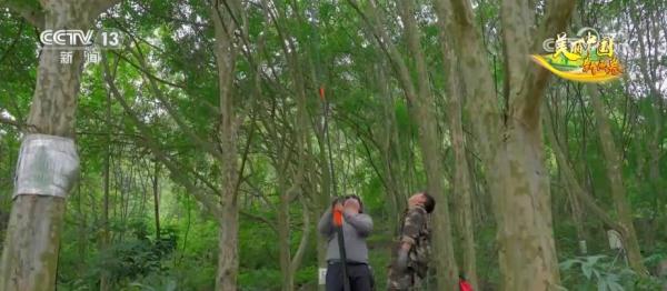 石漠荒山展青绿 “石旮旯”变身“金疙瘩”