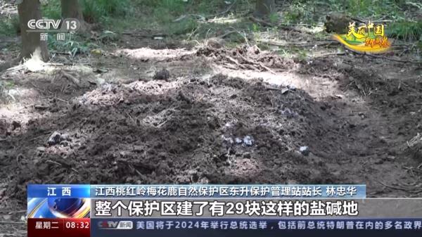 “自然精灵”频现!揭秘江西专属保护计划 “自然精灵”频现!揭秘江西专属保护计划