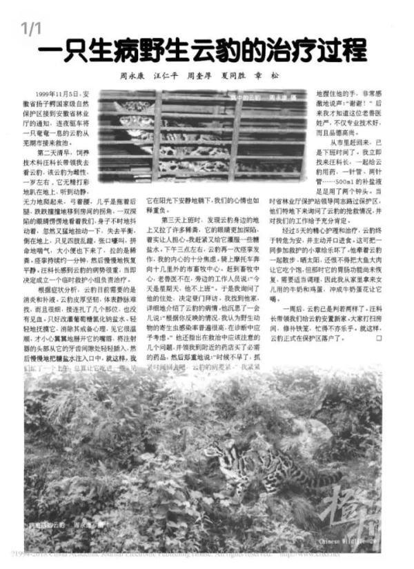 游客称在黄山拍到神秘黄色动物！云豹？橘猫？最新回应来了