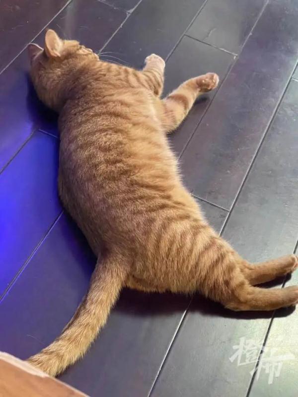游客称在黄山拍到神秘黄色动物！云豹？橘猫？最新回应来了