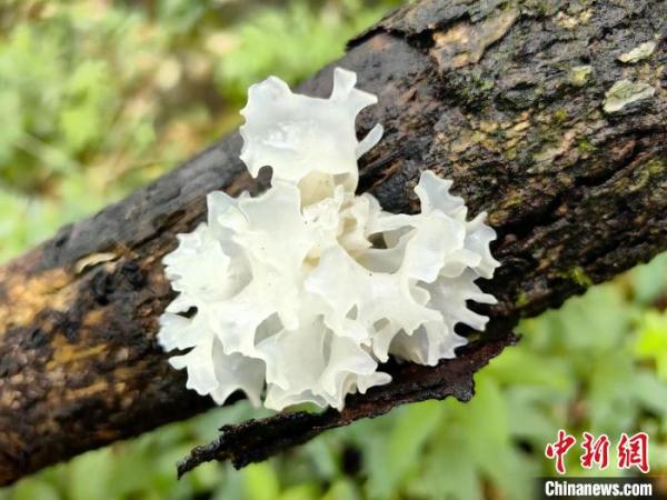 武夷山国家公园探秘:坚持生态保护第一 武夷山国家公园探秘:坚持生态保护第一