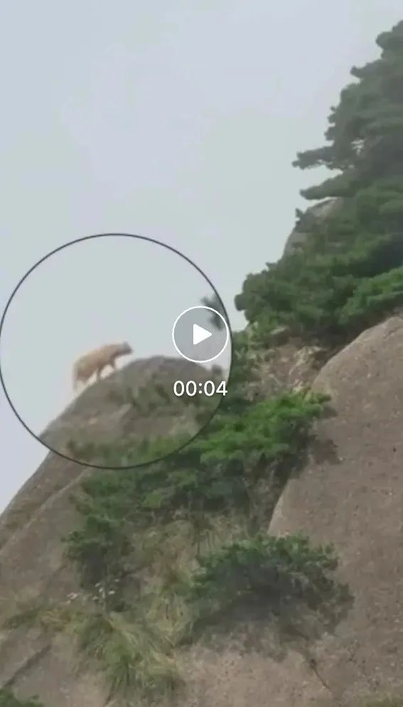 游客称在黄山拍到神秘黄色动物！云豹？橘猫？最新回应来了