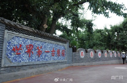 甘肃兰州：在黄河之畔遇见世界第一古梨园