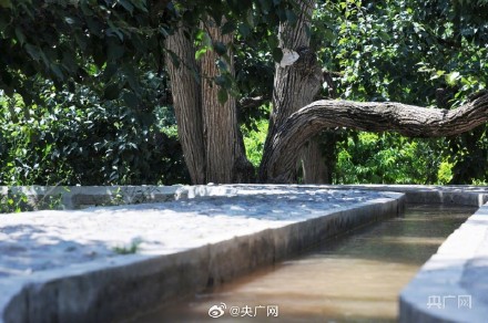 甘肃兰州：在黄河之畔遇见世界第一古梨园