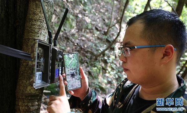 黄山短尾猴有了“家谱” 黄山短尾猴有了“家谱”