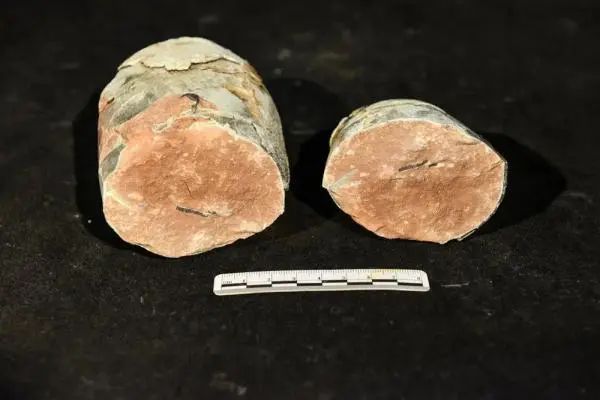 极为罕见！6500万年前的恐龙宝宝长这样