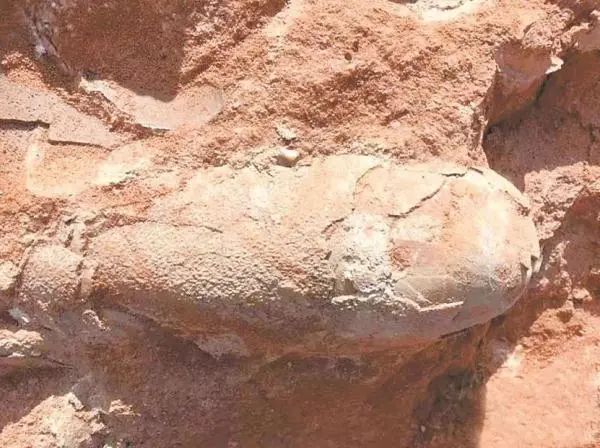 极为罕见！6500万年前的恐龙宝宝长这样