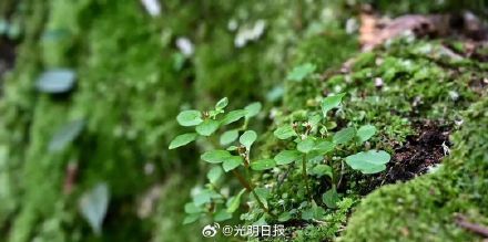 江西发现植物新物种阳际峰景天 江西发现植物新物种阳际峰景天